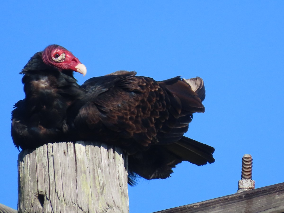 Turkey Vulture (Northern) - ML520780151