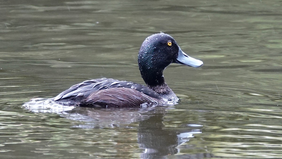 New Zealand Scaup - Quentin Brown