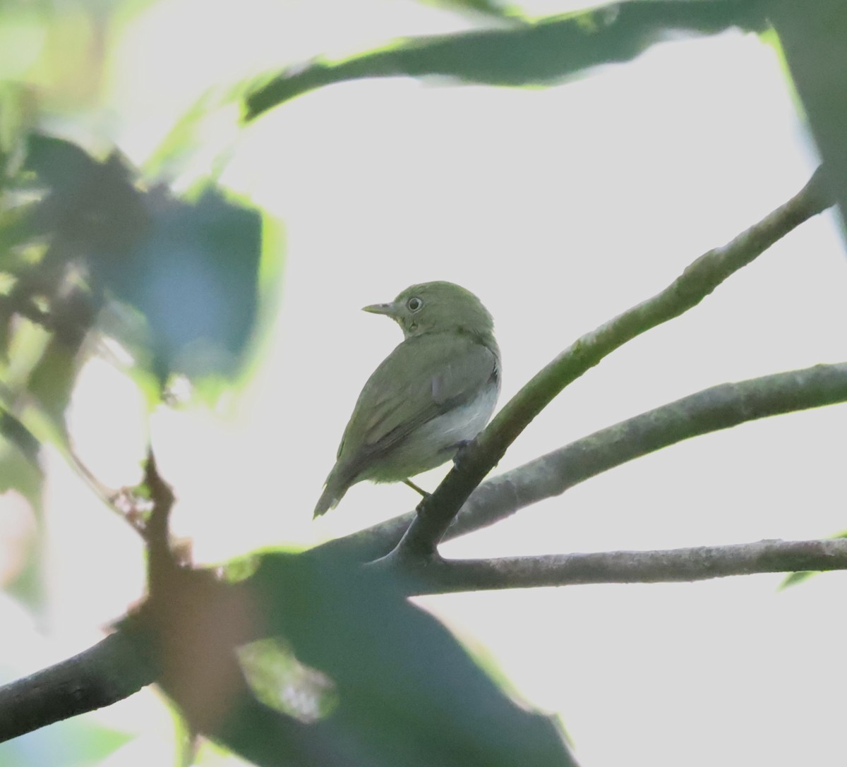 Golden-headed Manakin - ML520780771