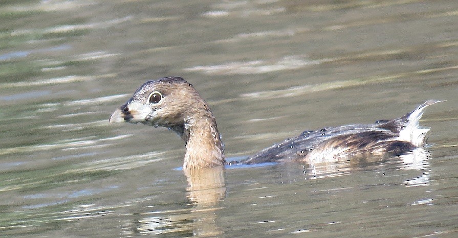 Pied-billed Grebe - ML52078091