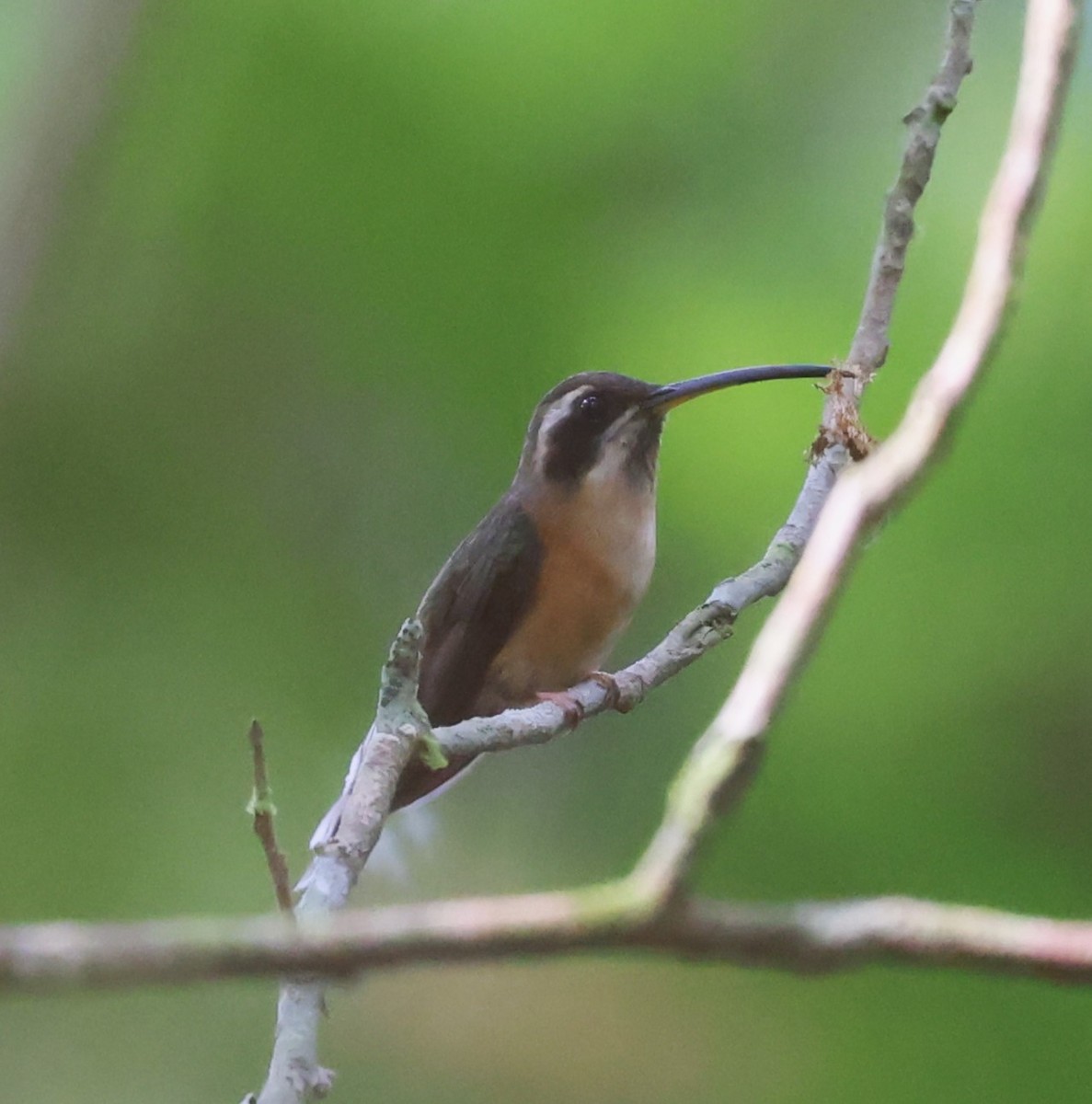 Black-throated Hermit - ML520781001