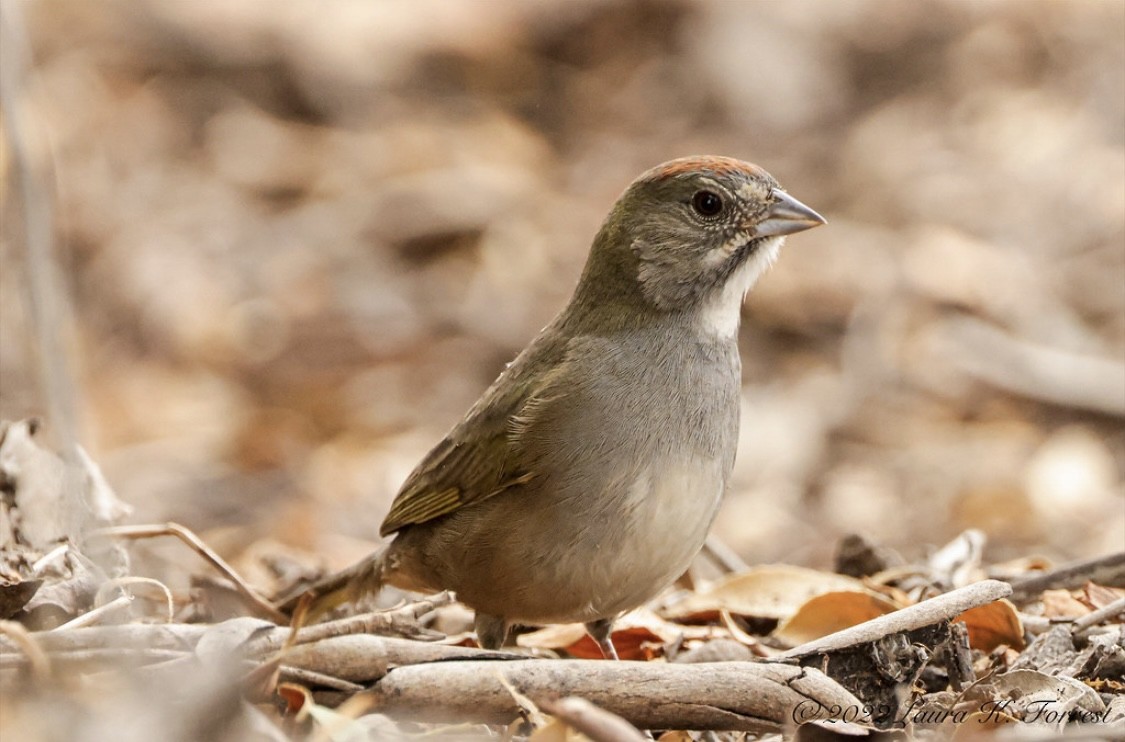Green-tailed Towhee - ML520781431