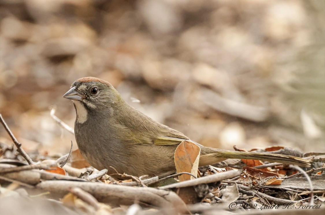 Green-tailed Towhee - ML520781441