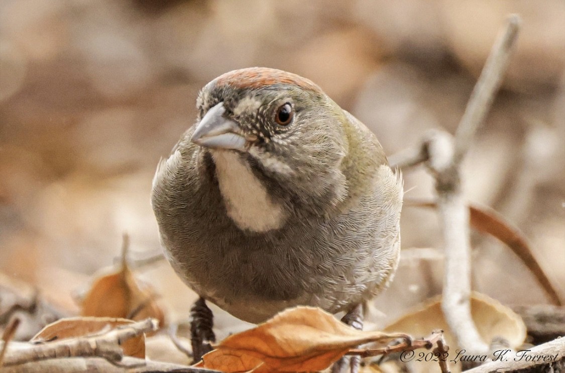 Green-tailed Towhee - ML520781451
