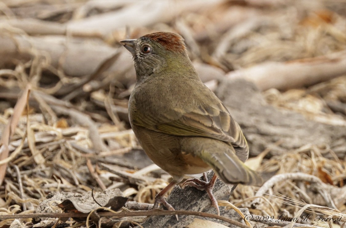 Green-tailed Towhee - ML520781461