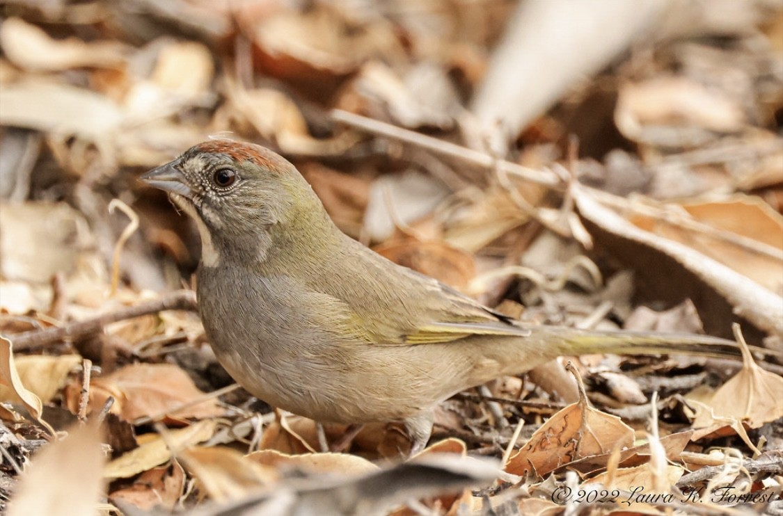 Green-tailed Towhee - ML520781471