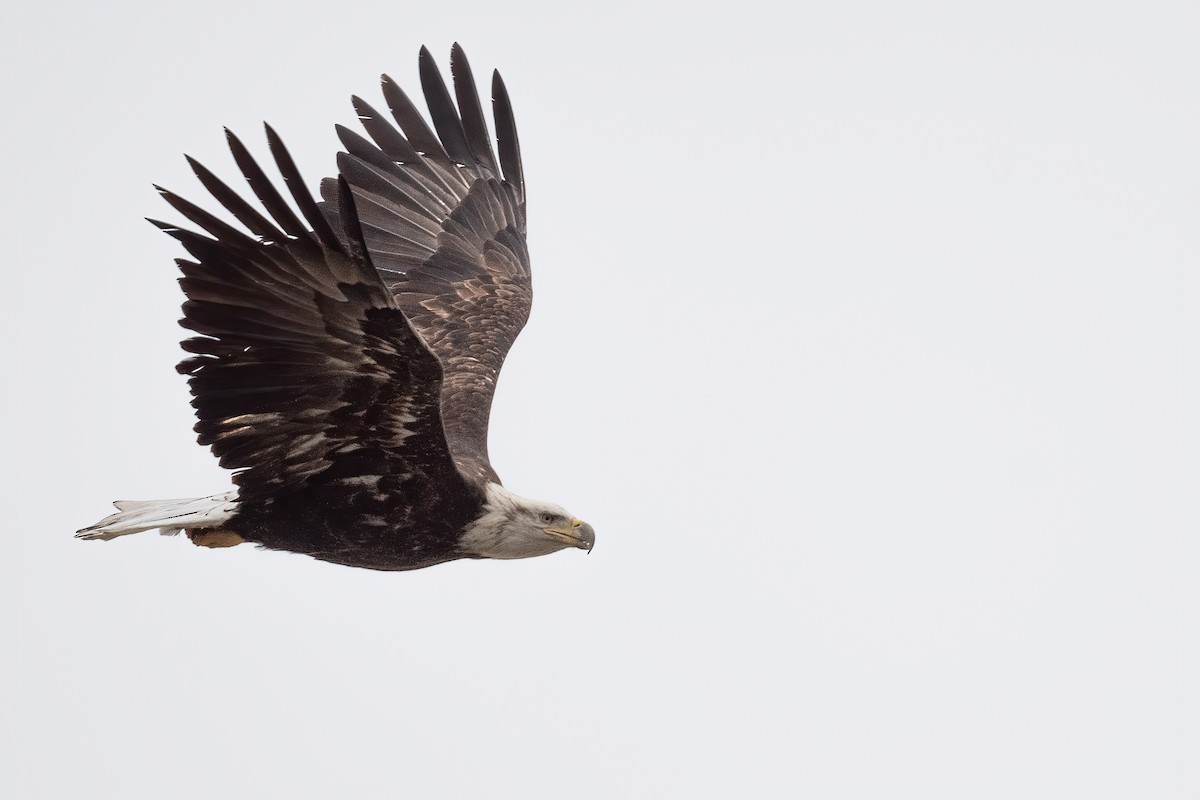 Bald Eagle - ML520781581