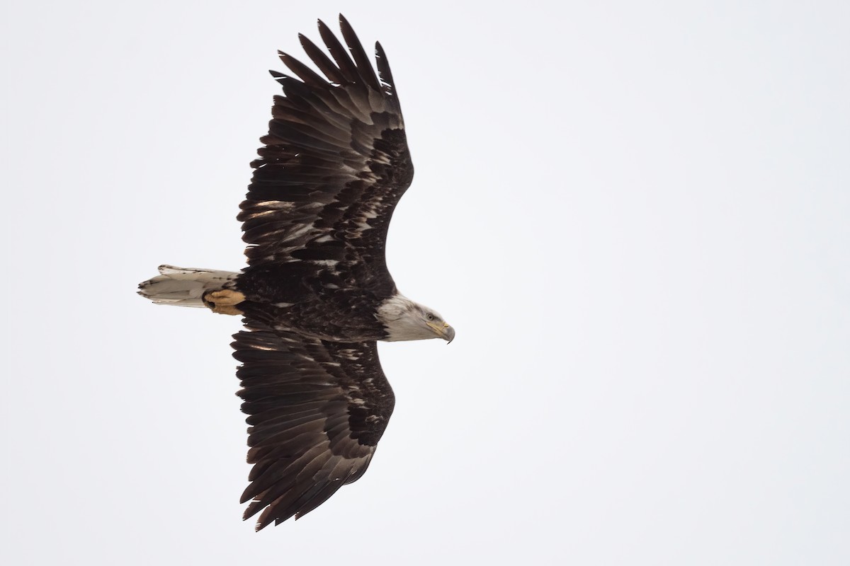 Bald Eagle - ML520781611