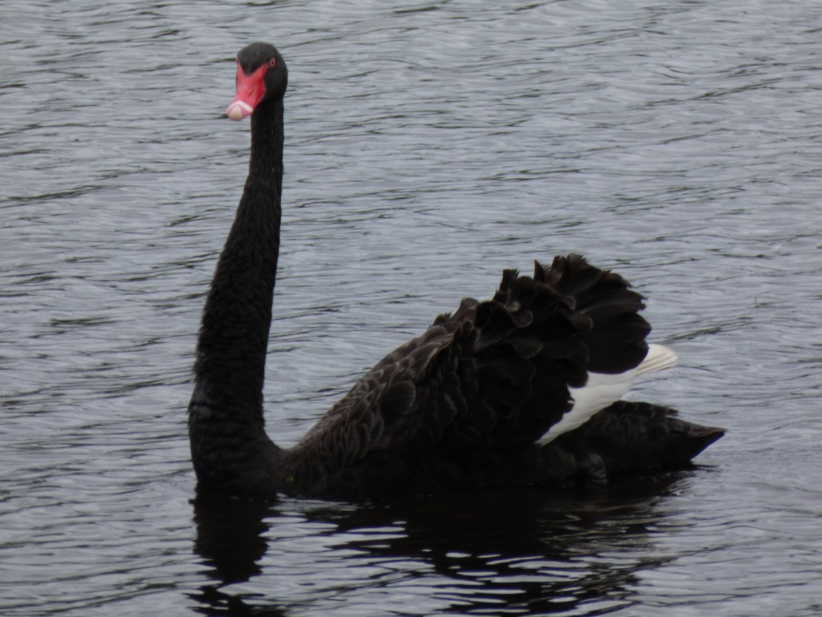 Black Swan - ML520781691