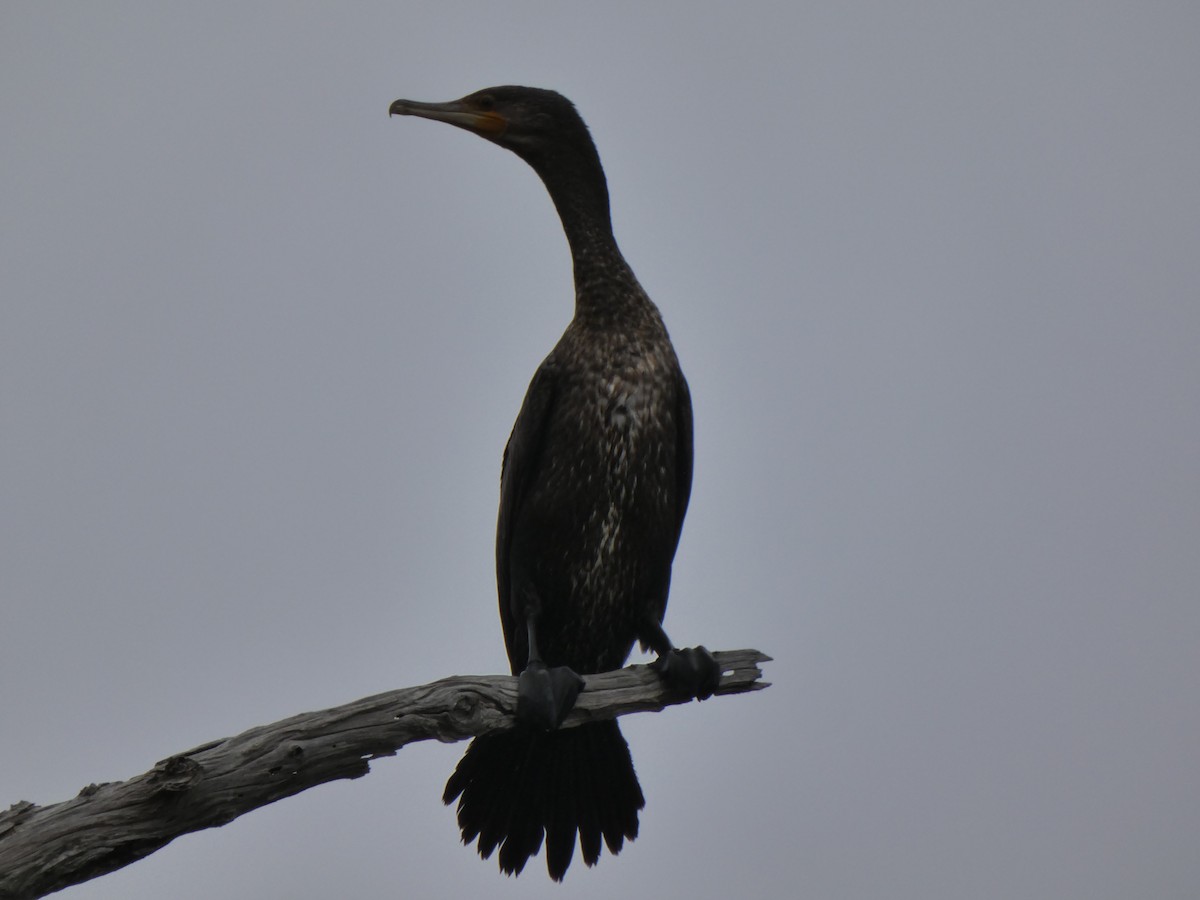 Great Cormorant (Australasian) - ML520781731