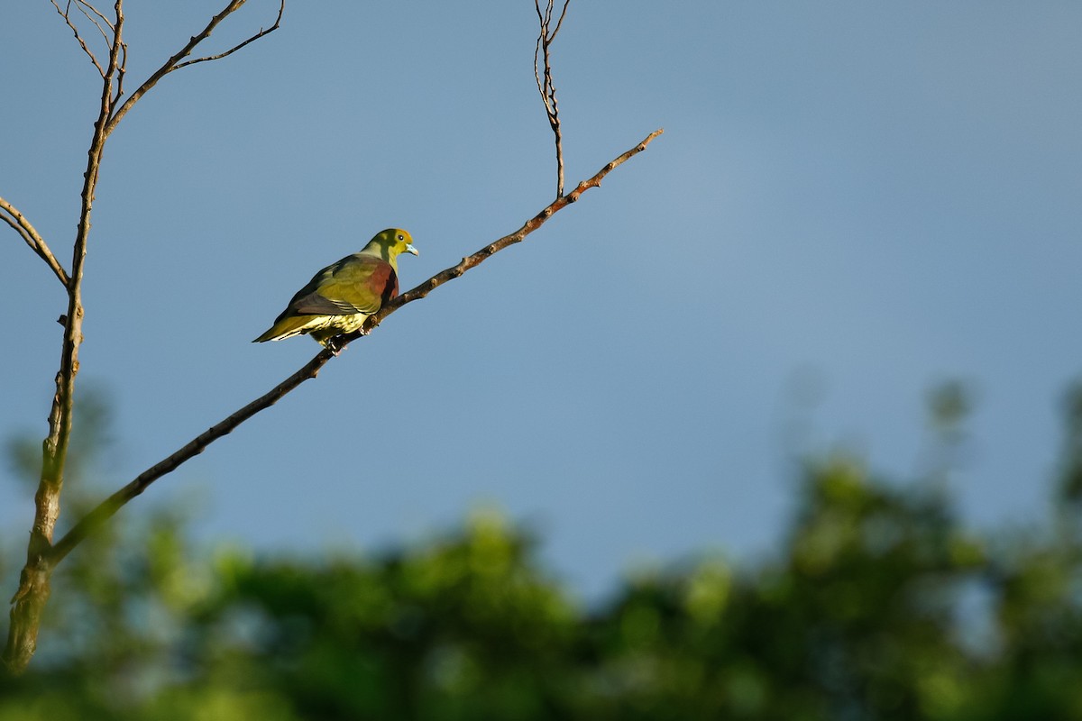 Whistling Green-Pigeon (Taiwan) - ML520781801