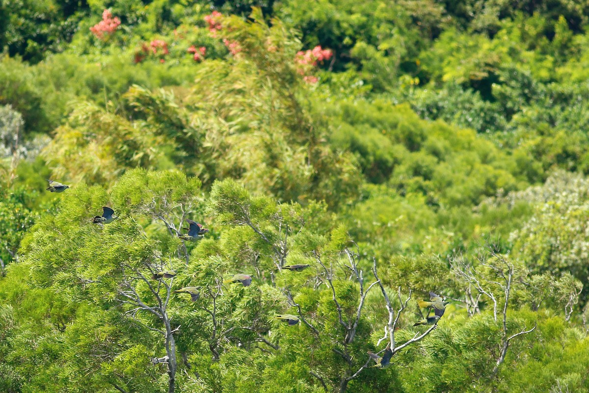 Тайваньский зелёный голубь (formosae/filipinus) - ML520781901