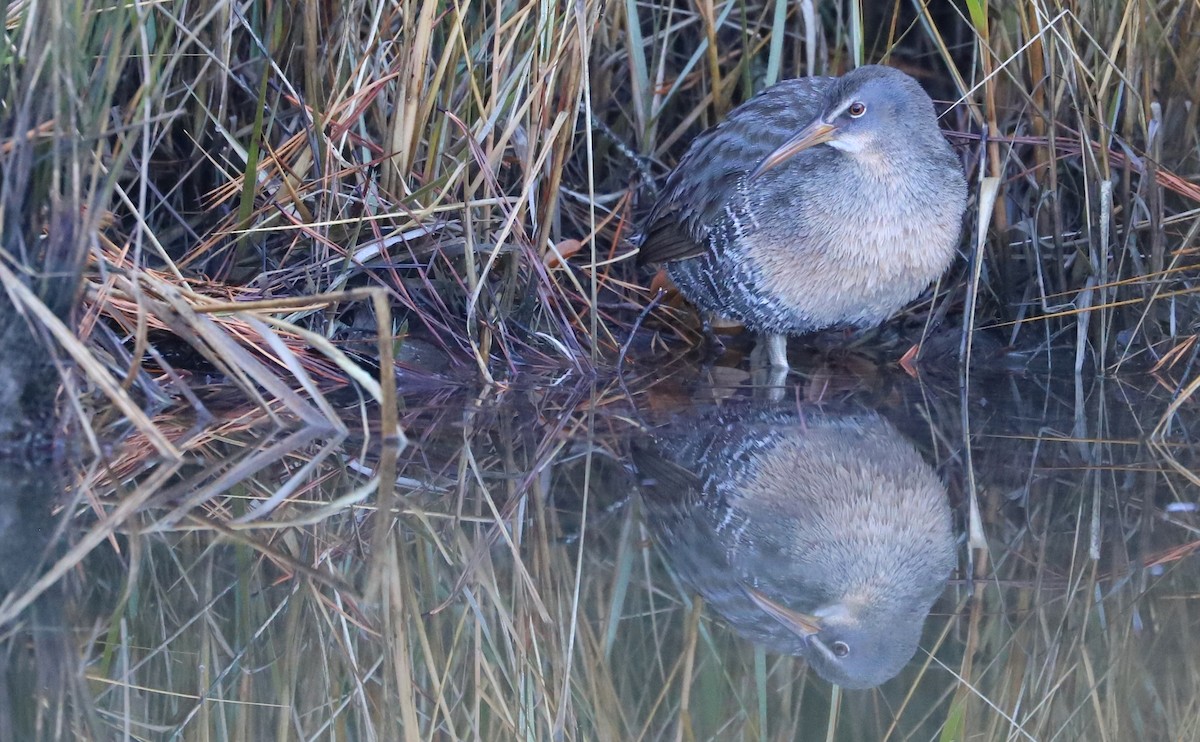 Clapper Rail (Atlantic Coast) - Rob Bielawski