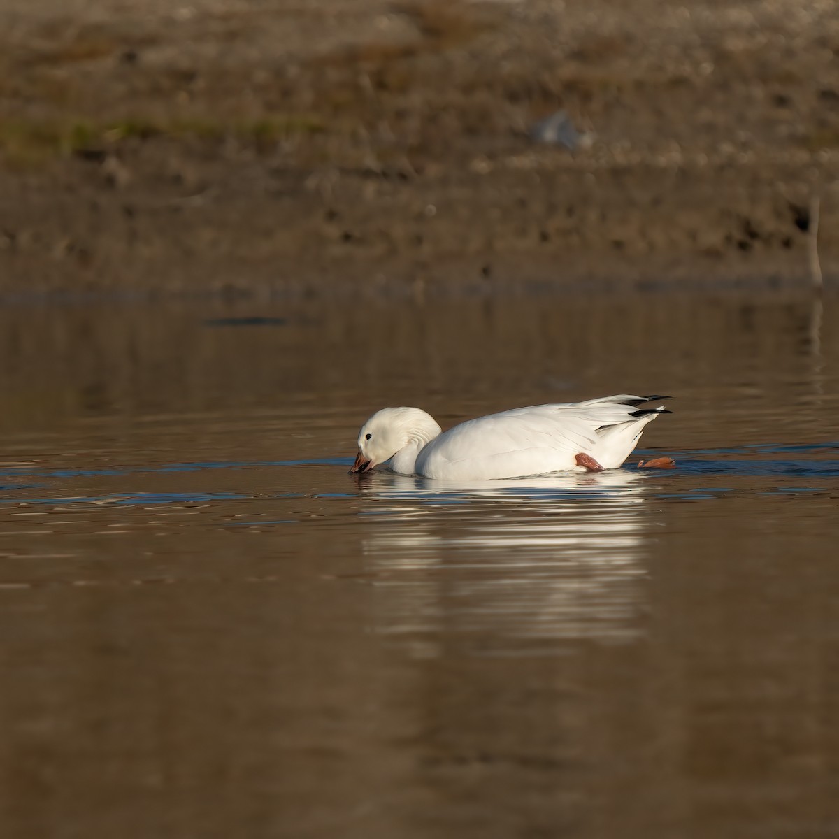 Snow Goose - Lorrie-David Mathers