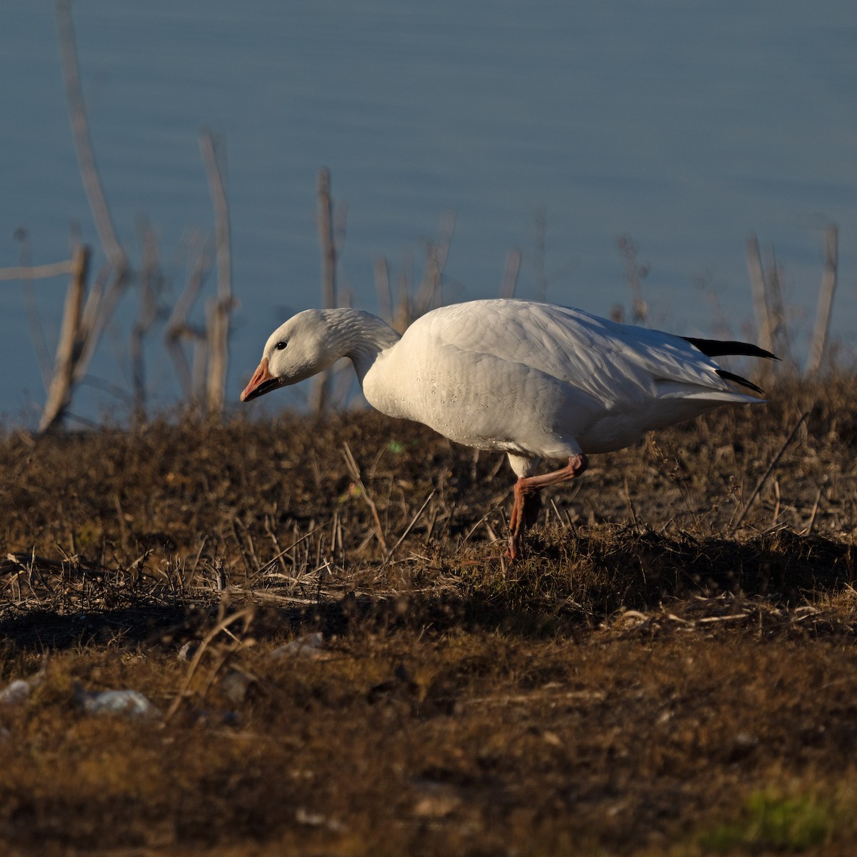 Snow Goose - ML520782621