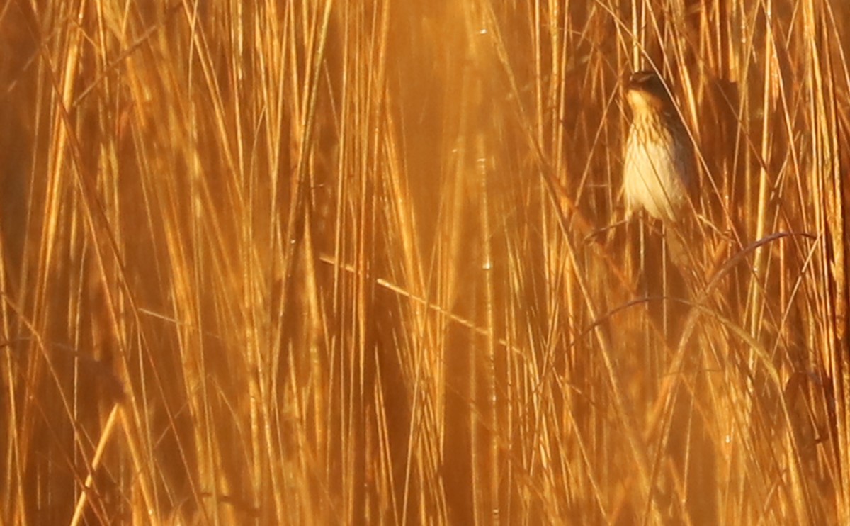 Bruant à queue aiguë - ML520782731