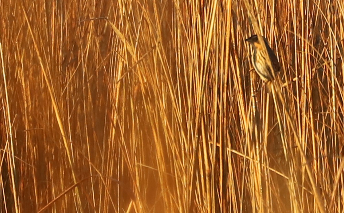 Saltmarsh Sparrow - Rob Bielawski