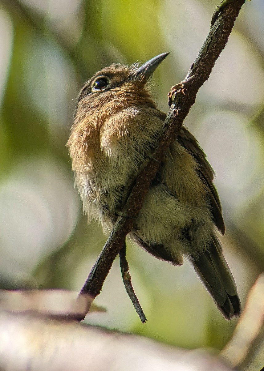 Rusty-breasted Nunlet - Johnnier Arango | theandeanbirder.com