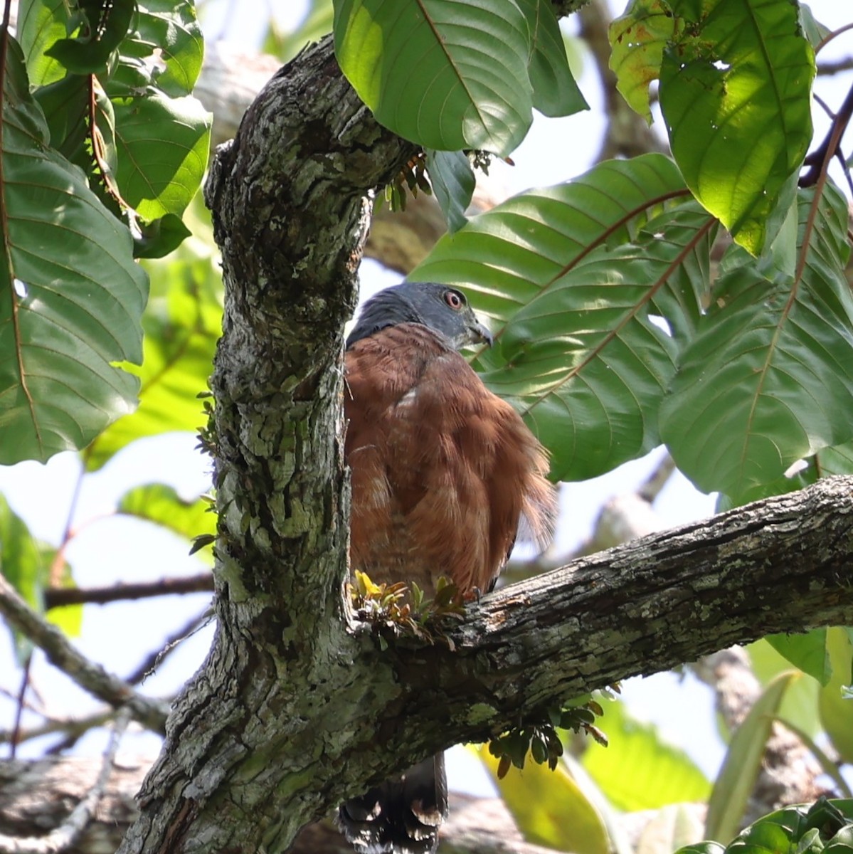 Double-toothed Kite - ML520783321