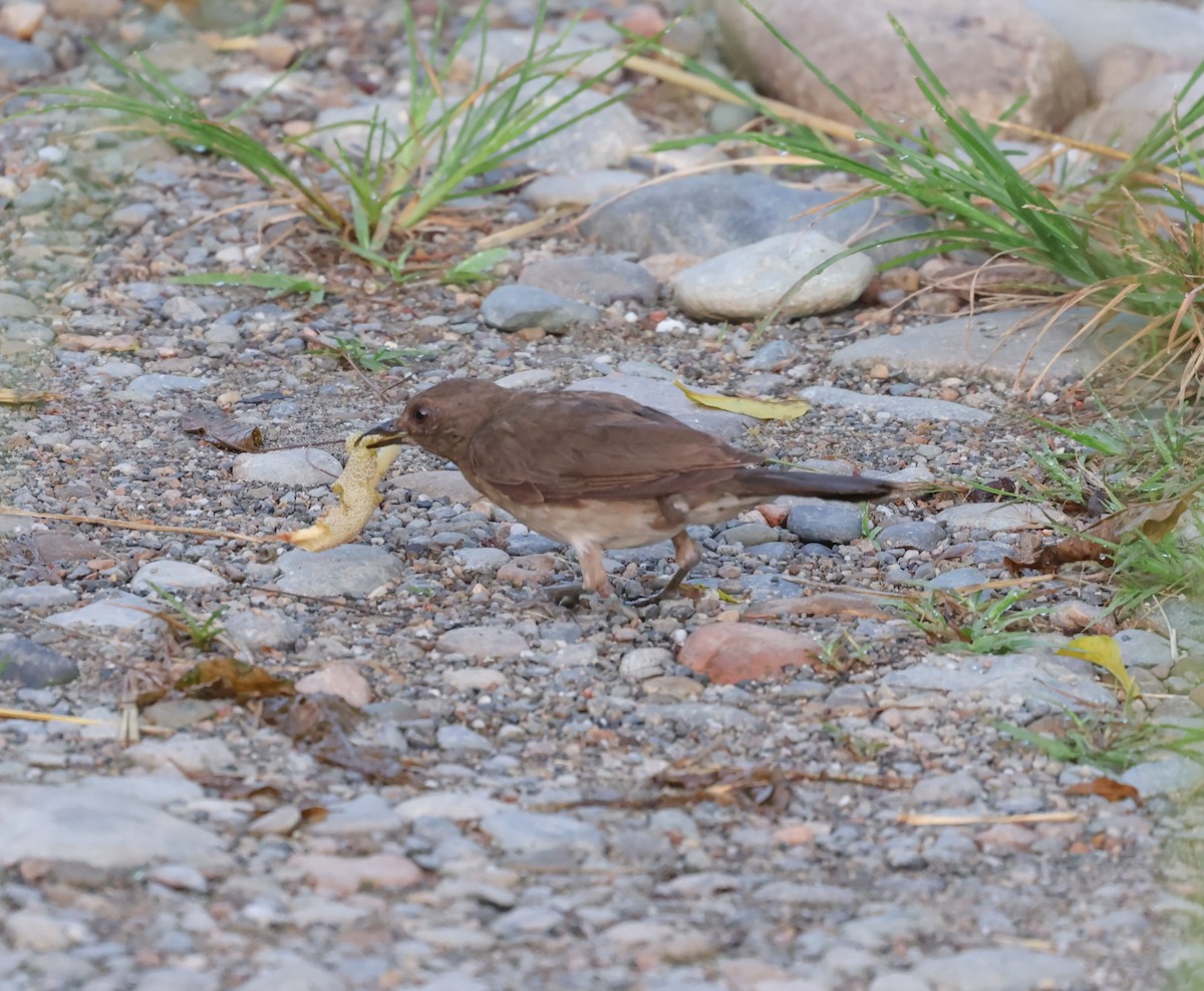 Black-billed Thrush - ML520783781