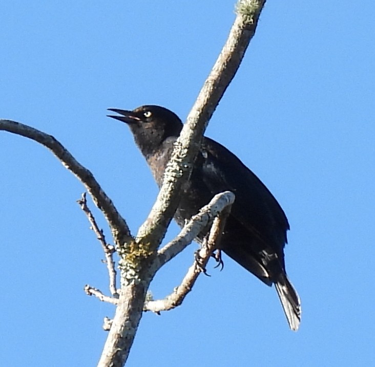 Rusty Blackbird - ML520784121