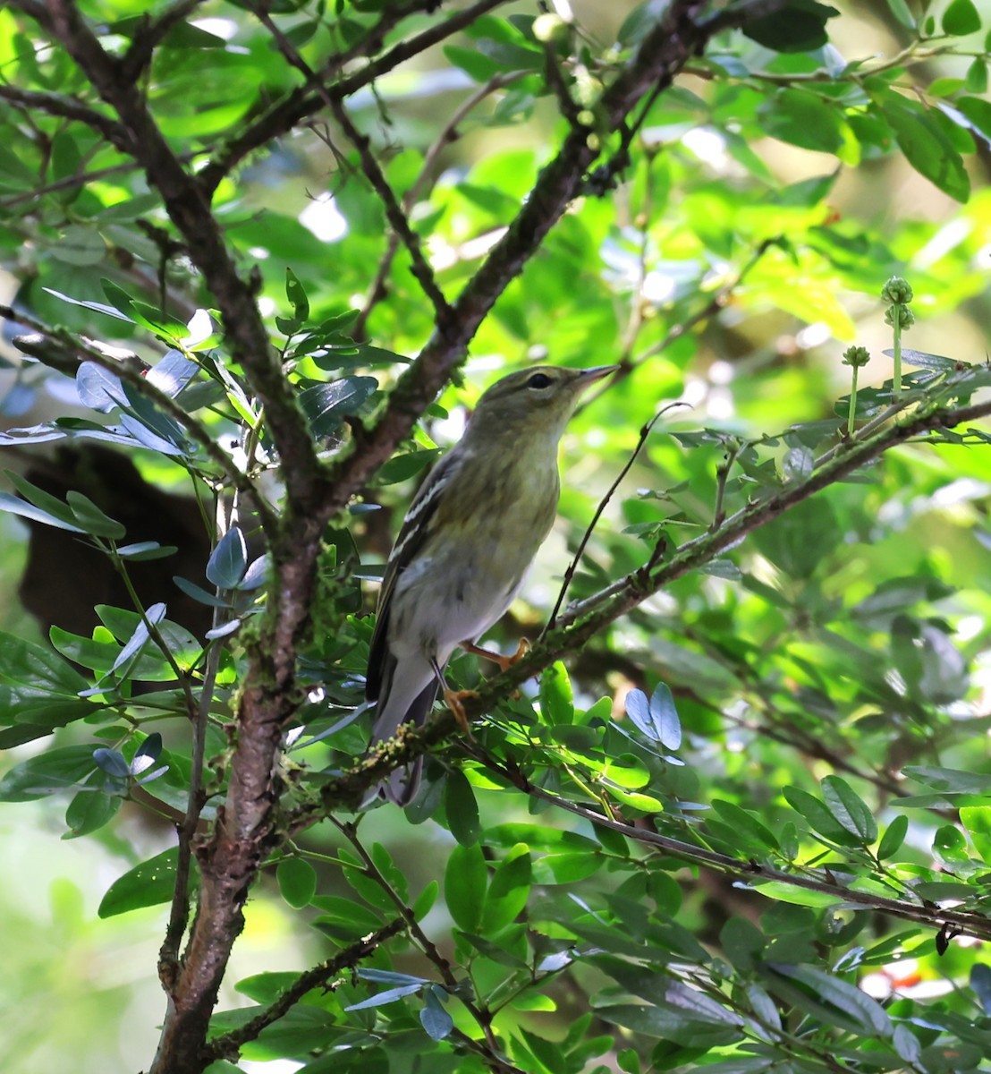 Blackpoll Warbler - ML520784281