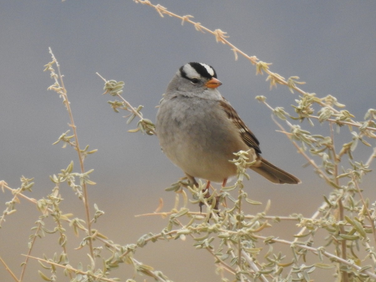White-crowned Sparrow - ML520786361