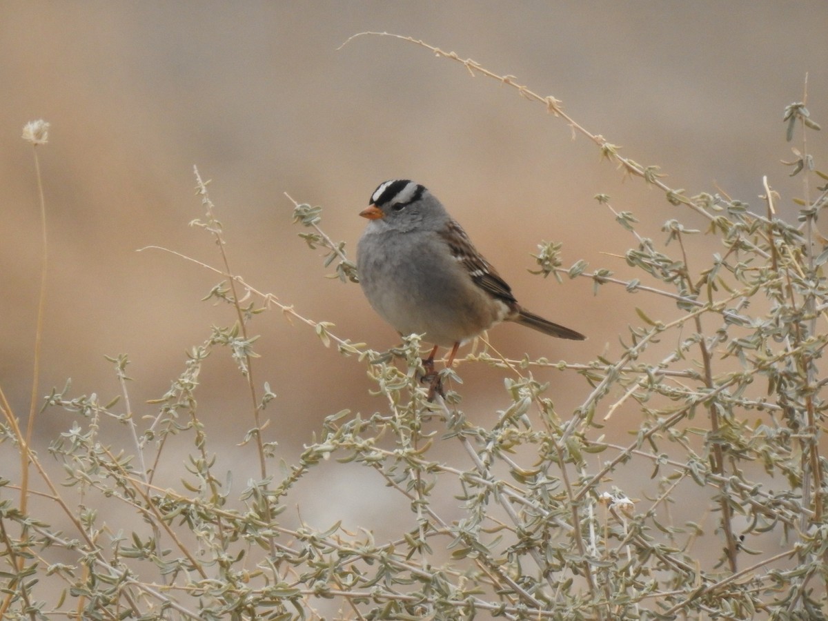 White-crowned Sparrow - ML520786371