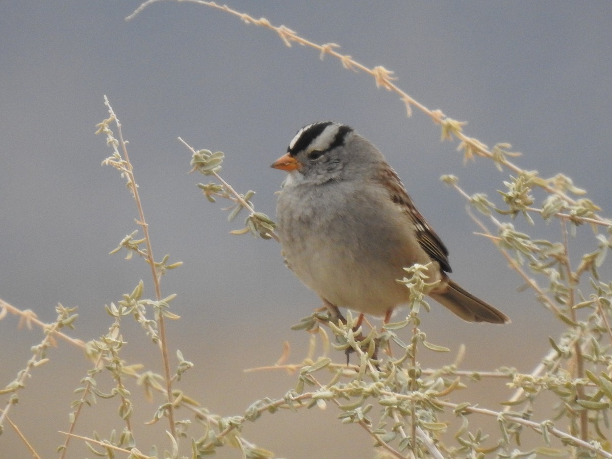 White-crowned Sparrow - ML520786381