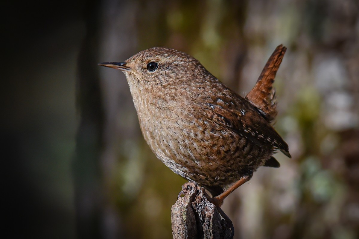 Winter Wren - ML520786401