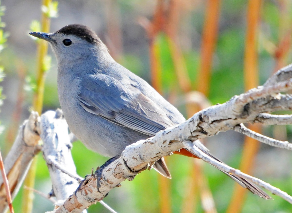 Gray Catbird - ML52078801