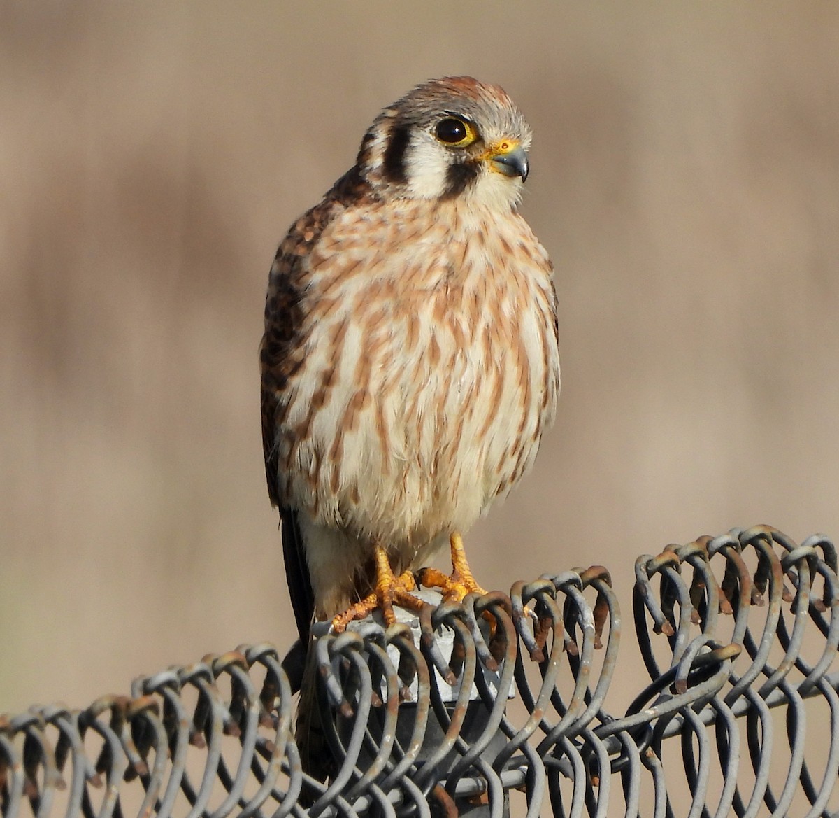 American Kestrel - Michelle Haglund