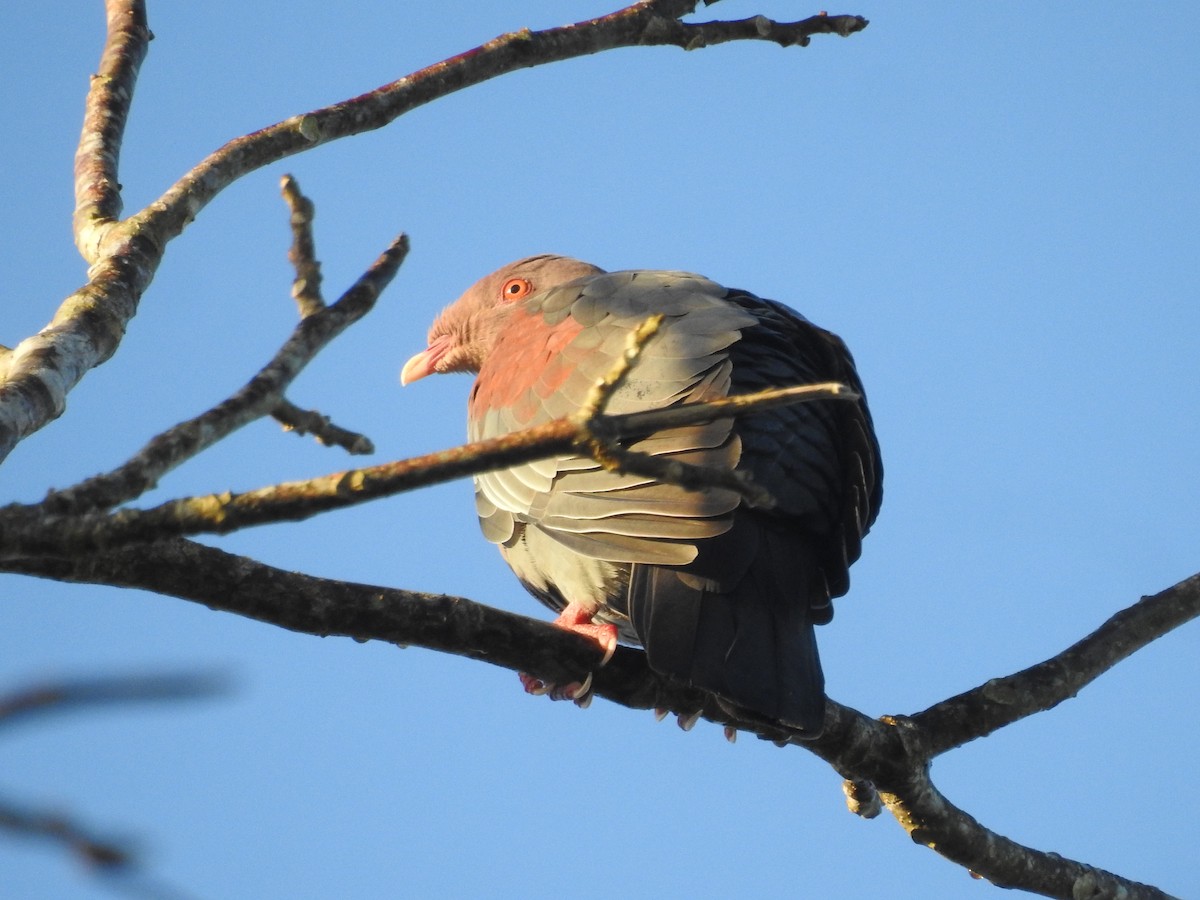 Red-billed Pigeon - Carlos Javier Tec