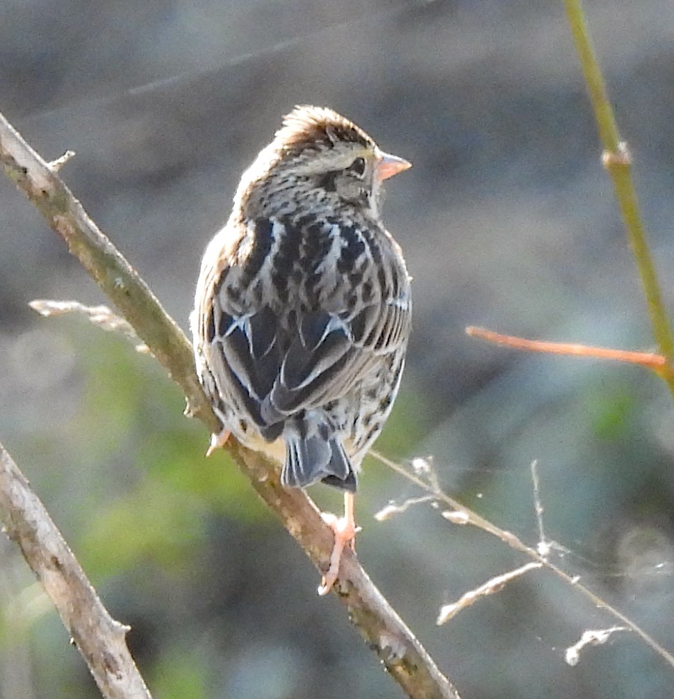 Savannah Sparrow - ML520788781
