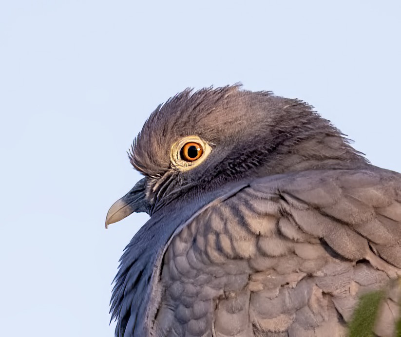 Yellow-eyed Pigeon - Parmil Kumar