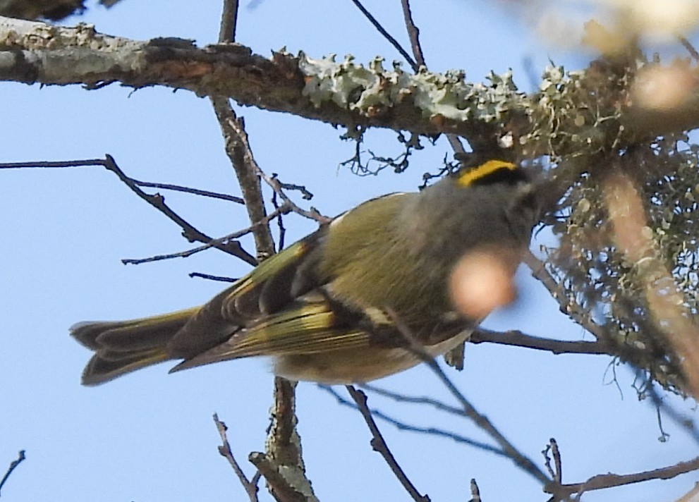 Golden-crowned Kinglet - ML520789021