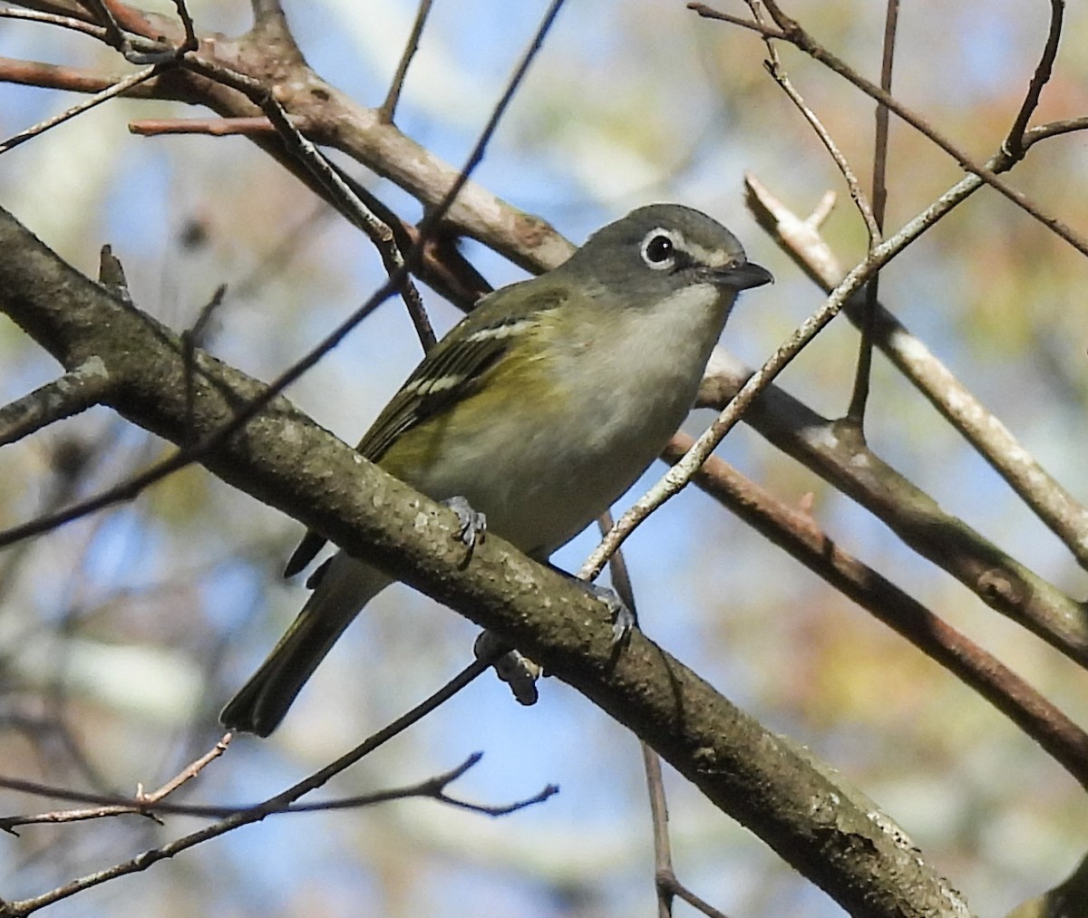 Blue-headed Vireo - ML520789151