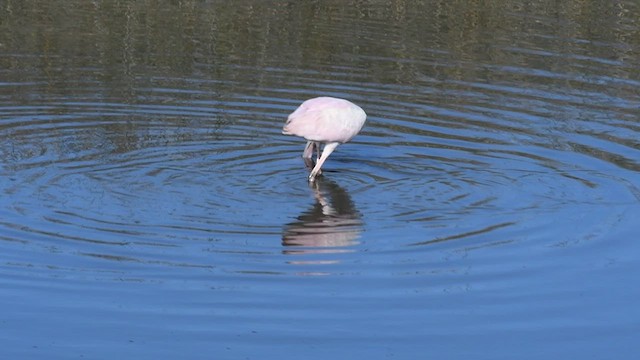 Roseate Spoonbill - ML520791311