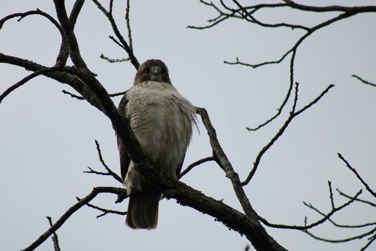 Red-tailed Hawk - ML520791701