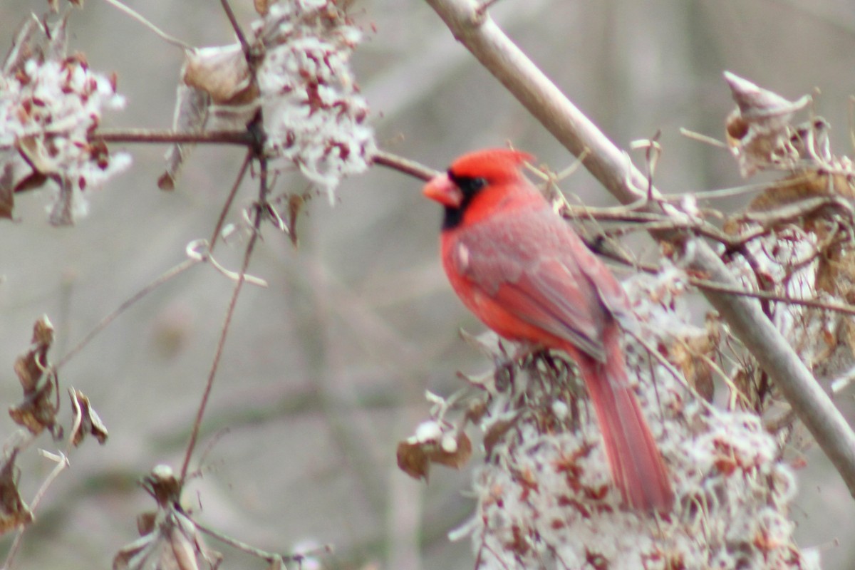 Cardinal rouge - ML520791781