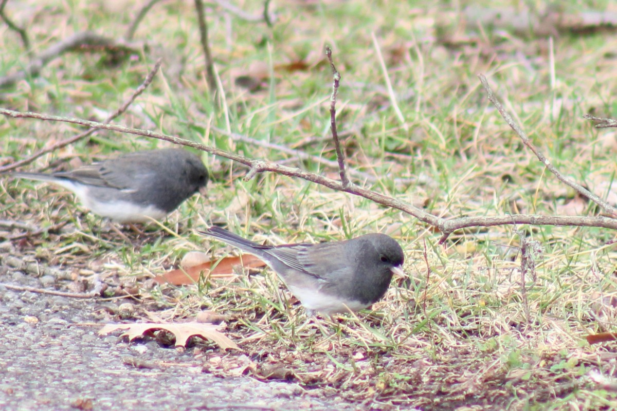 Dark-eyed Junco (Slate-colored) - ML520791931