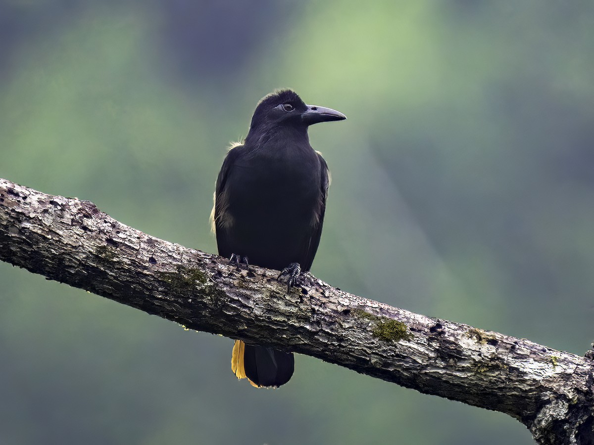 Obi Paradise-crow - ML520792571