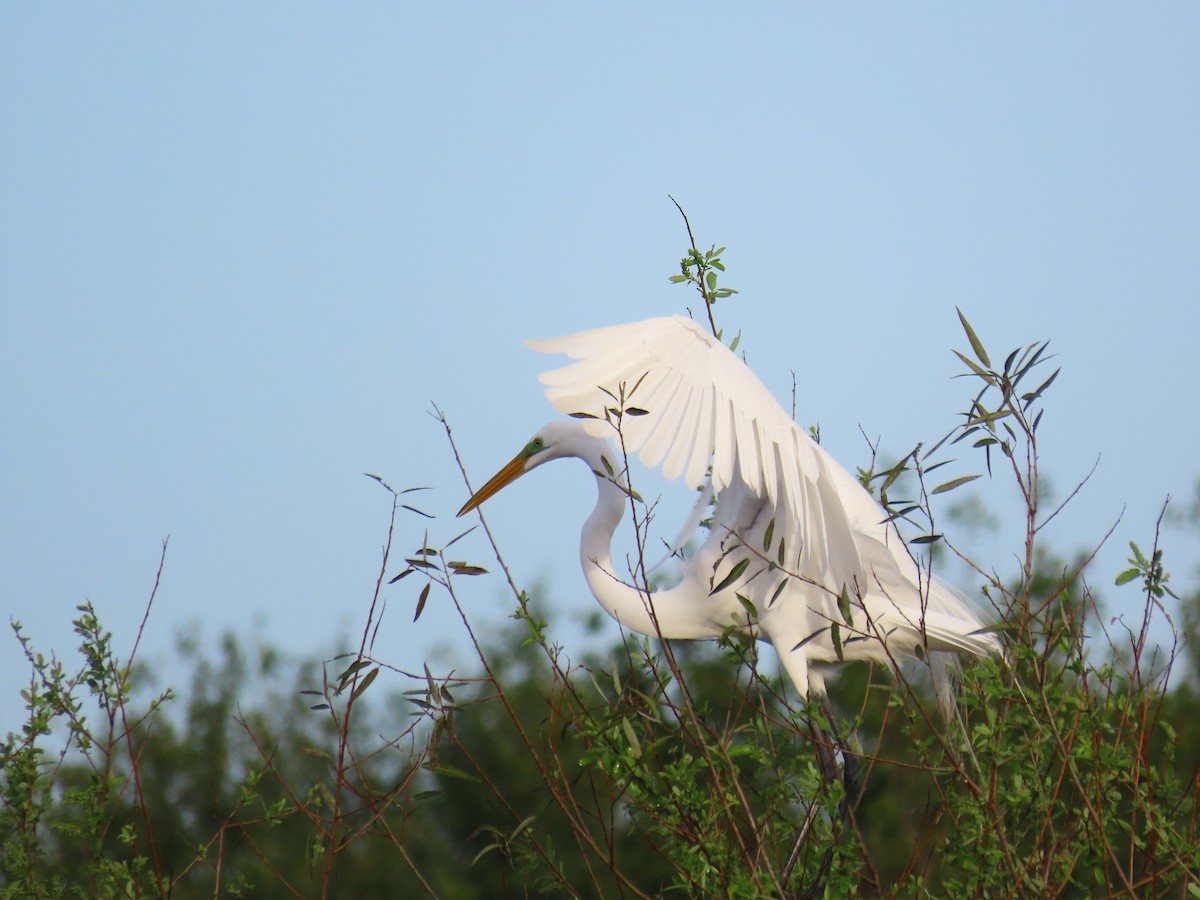 Great Egret - ML520792581