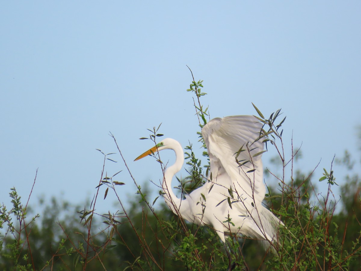 Great Egret - ML520792591