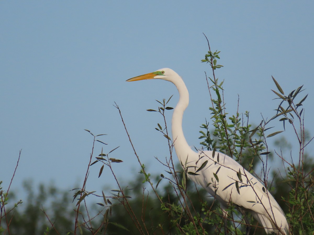 Great Egret - ML520792601