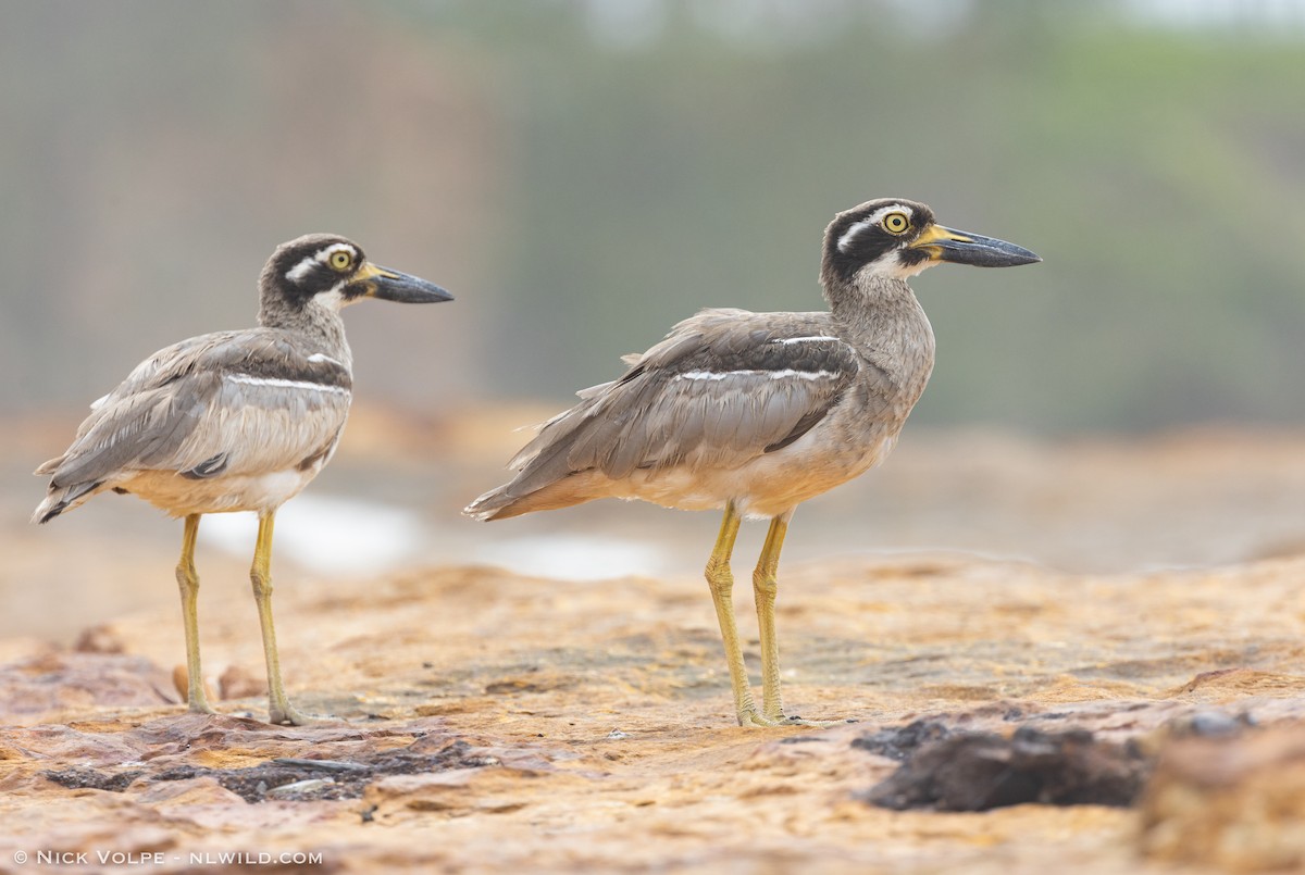 Beach Thick-knee - ML520794531