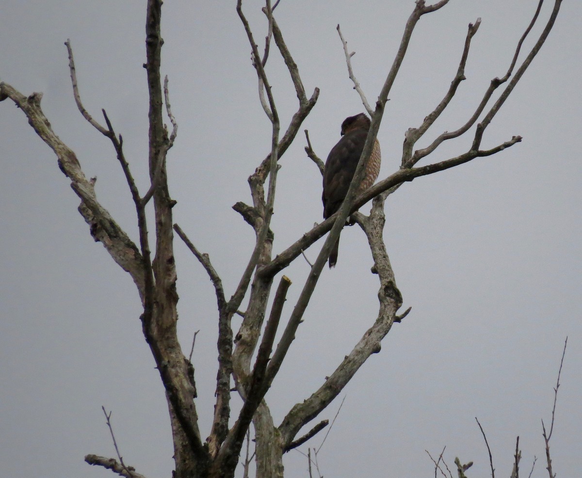 Cooper's Hawk - ML520794551