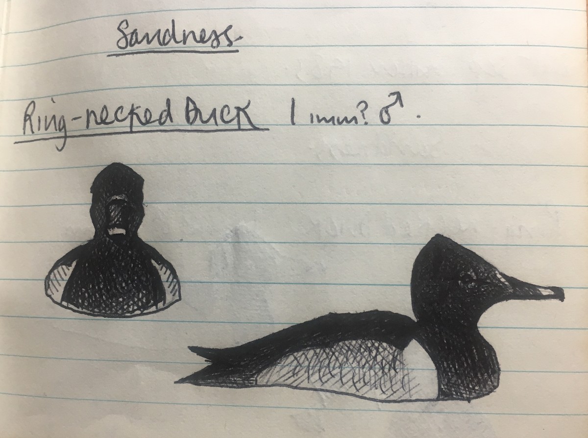 Ring-necked Duck - ML52079461