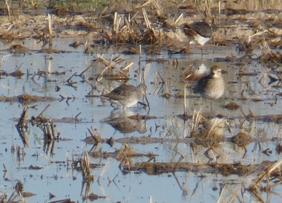 Long-billed Dowitcher - Xavier Parra Cuenca
