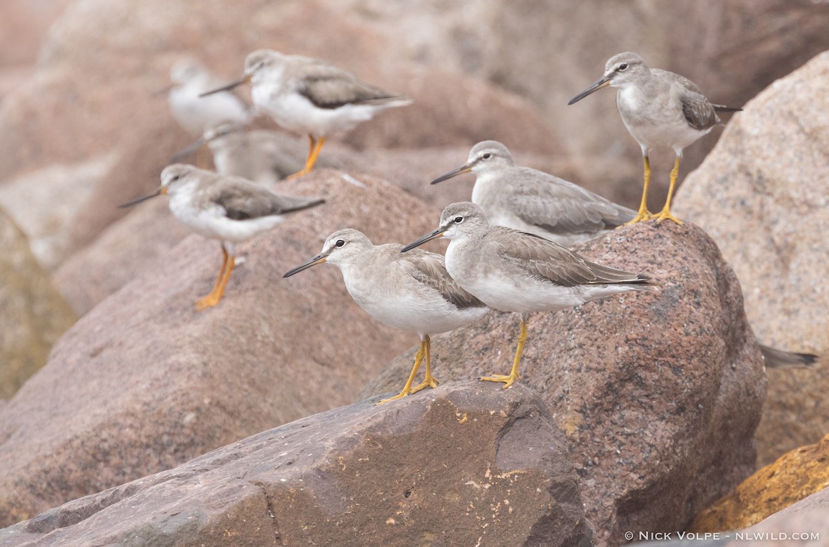 Gray-tailed Tattler - ML520794811